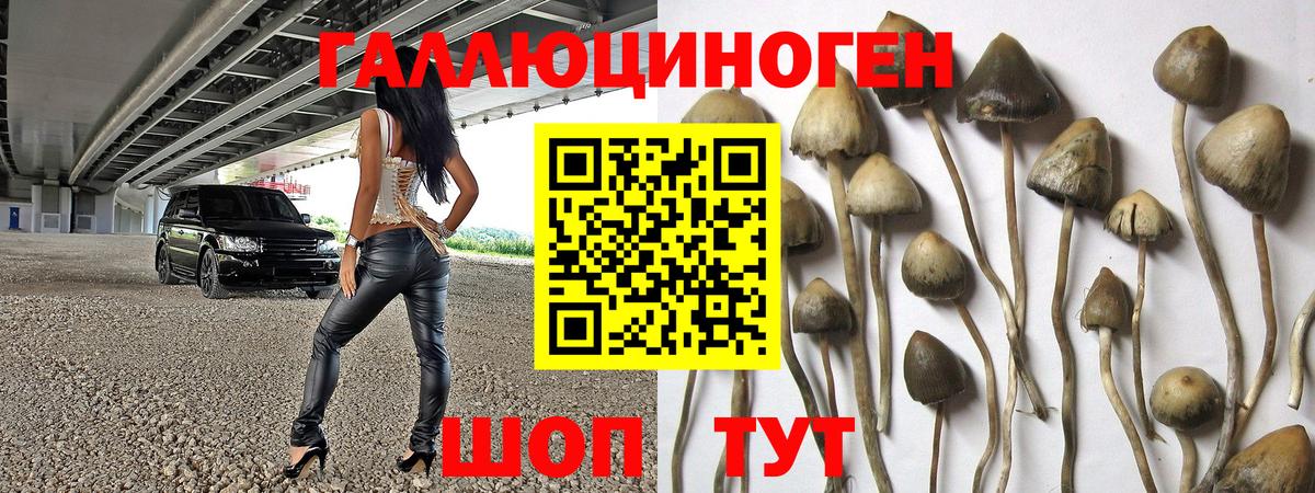 Славгород  Псилоцибиновые грибы Psilocybine cubensis  Вход с VPN 